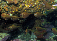 Pempheris compressa