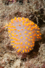 Polycitor giganteus
