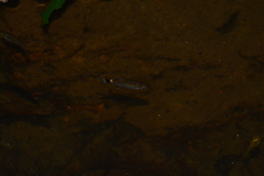 Moenkhausia oligolepis