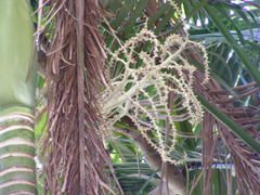 Archontophoenix tuckeri