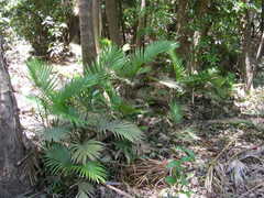 Archontophoenix tuckeri