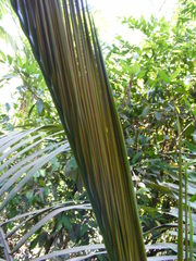 Archontophoenix tuckeri