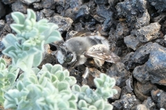 Anthophora alluaudi
