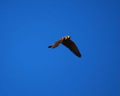 Falco tinnunculus dacotiae