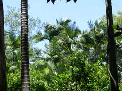 Archontophoenix tuckeri