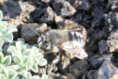 Anthophora alluaudi