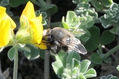 Anthophora alluaudi