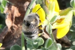 Anthophora alluaudi