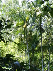 Archontophoenix tuckeri