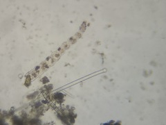 Laevidentalina emaciata