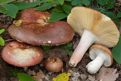 Russula alutacea