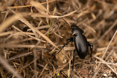 Calosoma laeve