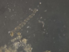 Laevidentalina emaciata