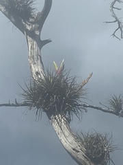 Tillandsia fasciculata image