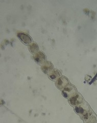 Laevidentalina emaciata