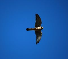 Falco tinnunculus dacotiae