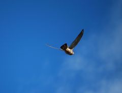 Falco tinnunculus dacotiae