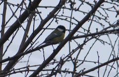Parus major