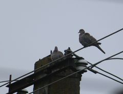 Streptopelia decaocto