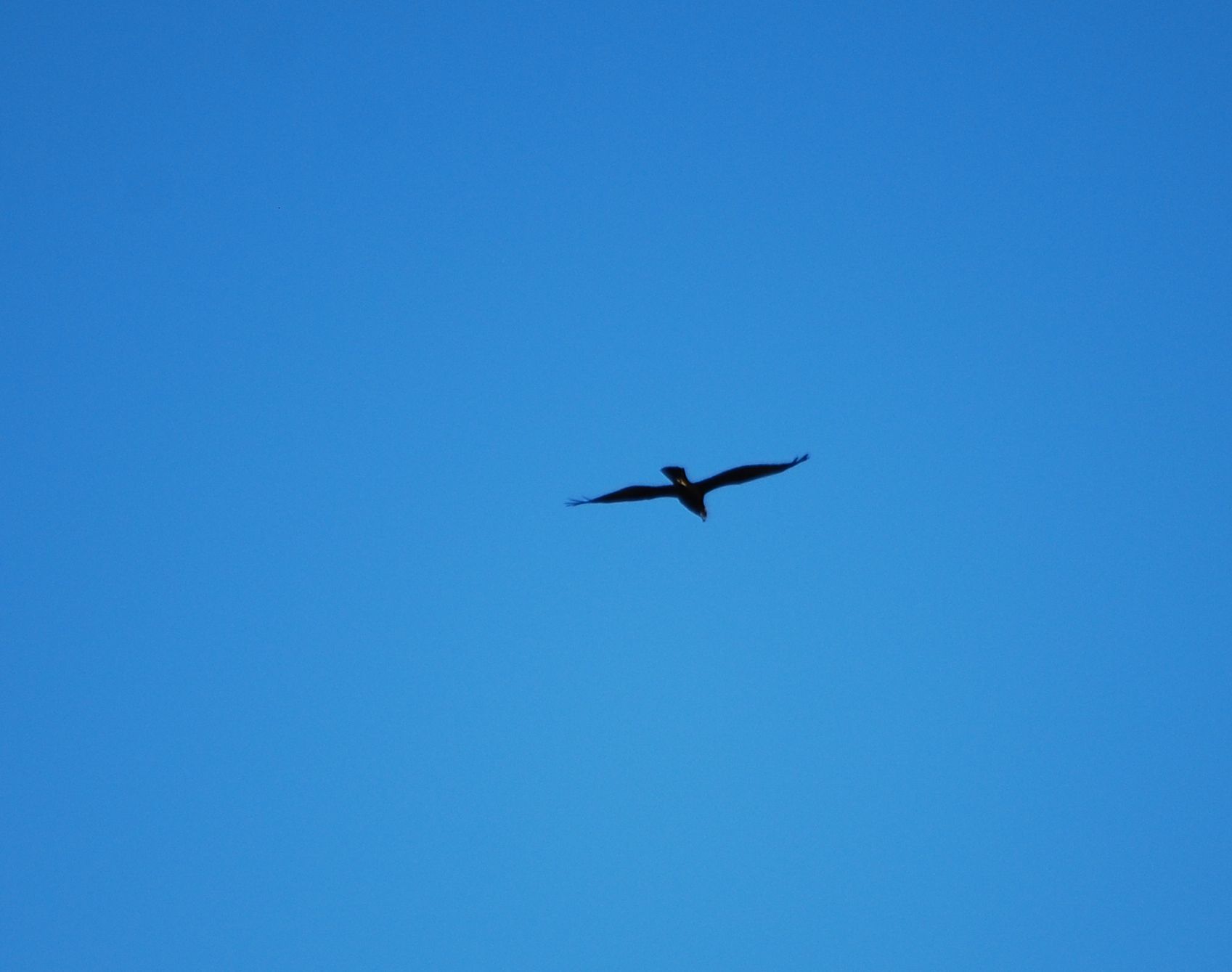 Aguilucho lagunero occidental