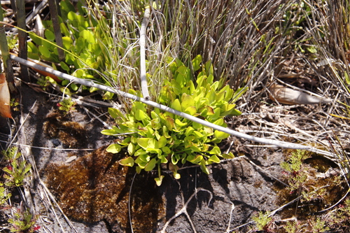 Image of Villarsia manningiana by (c) Tony Rebelo, some rights reserved (CC BY-SA)