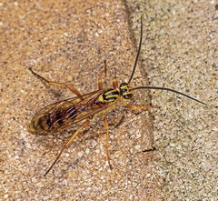 Setanta parsimonica