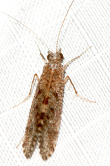 Hydropsyche bronta