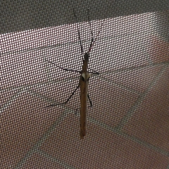 Pseudophasma phthisicum