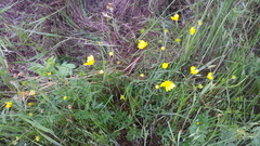 Ranunculus occidentalis occidentalis