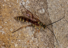 Setanta parsimonica
