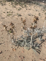 Gamochaeta falcata