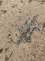 Gamochaeta falcata