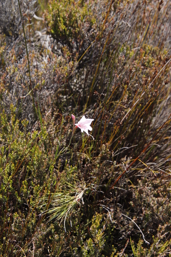 Image of Gladiolus pappei by (c) Tony Rebelo, some rights reserved (CC BY-SA)