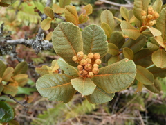 Hesperomeles ferruginea