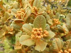 Hesperomeles ferruginea