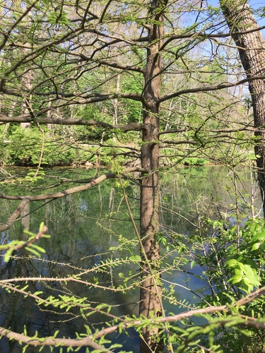 Taxodium distichum