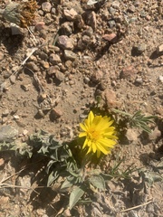 Noticastrum acuminatum
