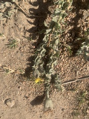 Noticastrum acuminatum