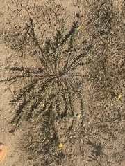 Noticastrum acuminatum