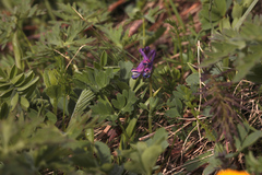 Corydalis conorhiza
