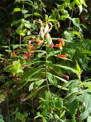 Lobelia laxiflora