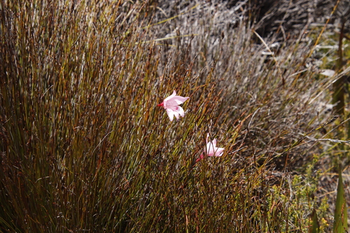 Image of Gladiolus pappei by (c) Tony Rebelo, some rights reserved (CC BY-SA)
