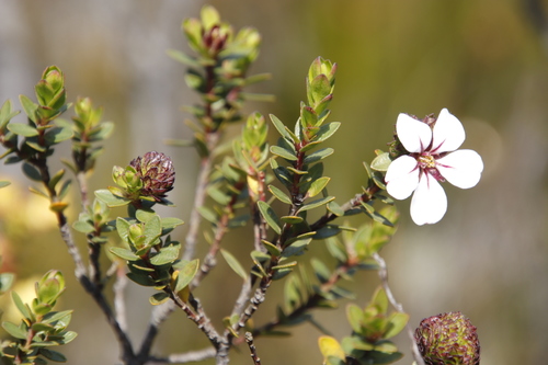 Image of Adenandra villosa by (c) Tony Rebelo, some rights reserved (CC BY-SA)