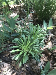 Alyssoides utriculata