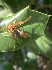 Mischocyttarus mexicanus