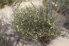 Melaleuca aurea