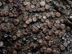 Lichenoconium lecanorae