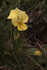 Viola oreades