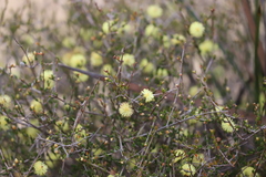 Melaleuca aurea