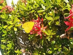 Phoebis
